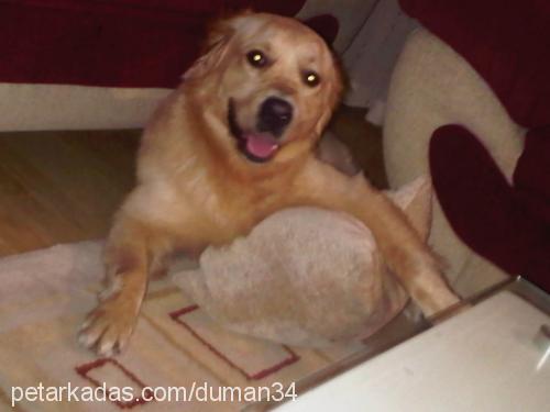 duman Erkek Golden Retriever