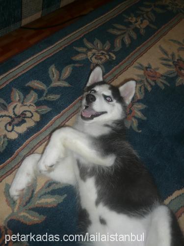 laila Dişi Sibirya Kurdu (Husky)