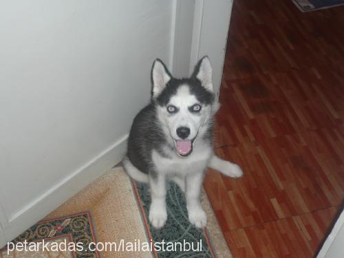 laila Dişi Sibirya Kurdu (Husky)