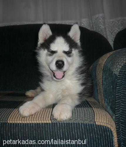 laila Dişi Sibirya Kurdu (Husky)