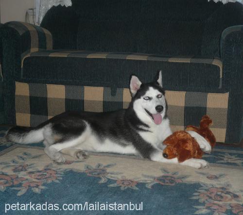 laila Dişi Sibirya Kurdu (Husky)