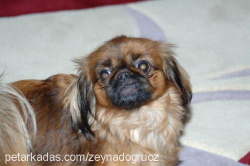 zeyna Dişi Pekingese