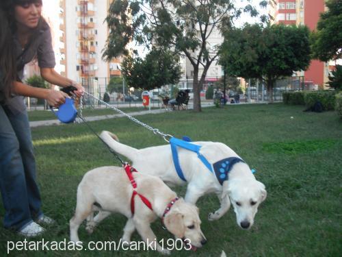 badibadem Erkek Labrador Retriever