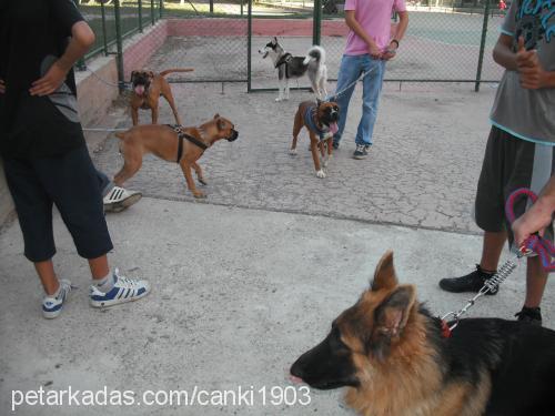 badibadem Erkek Labrador Retriever