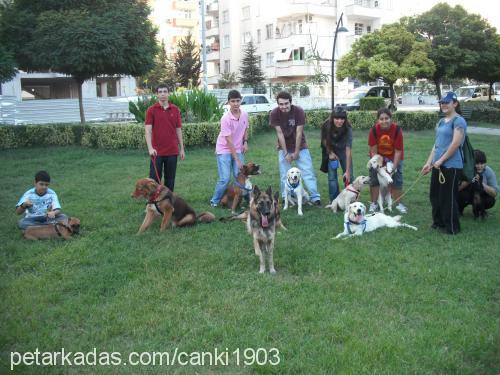 badibadem Erkek Labrador Retriever