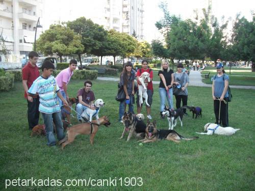 badibadem Erkek Labrador Retriever