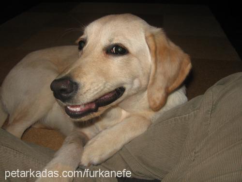 badem Dişi Labrador Retriever