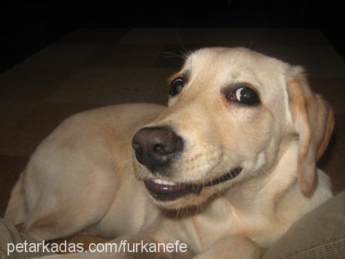 badem Dişi Labrador Retriever