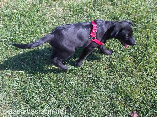 noirnua Erkek Labrador Retriever