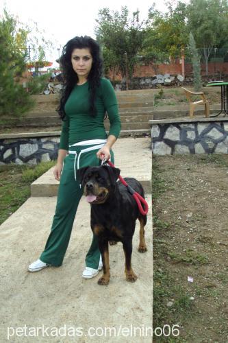 gazel Dişi Rottweiler