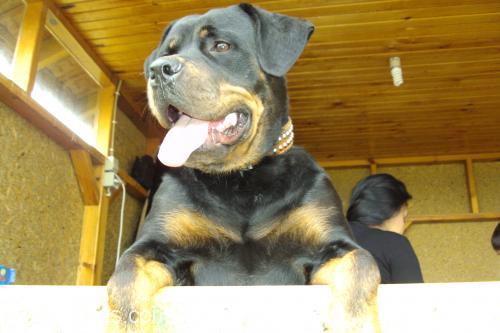 gazel Dişi Rottweiler