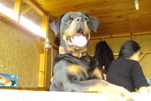 gazel Dişi Rottweiler