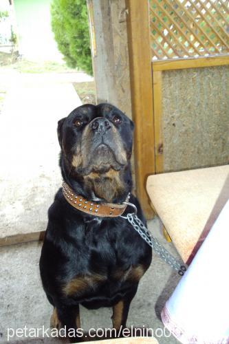 gazel Dişi Rottweiler