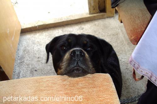 gazel Dişi Rottweiler