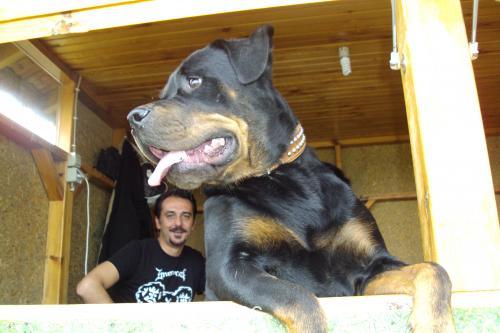 gazel Dişi Rottweiler