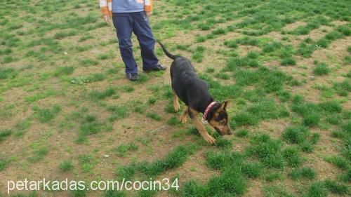 rüya Dişi Alman Çoban Köpeği