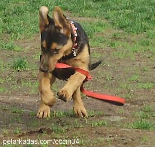 rüya Dişi Alman Çoban Köpeği