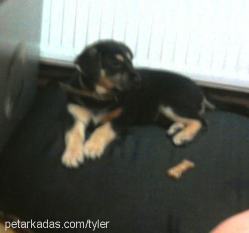 marla Dişi Rottweiler