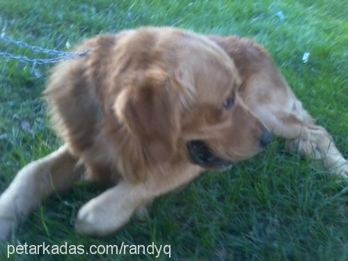 toby Erkek Golden Retriever