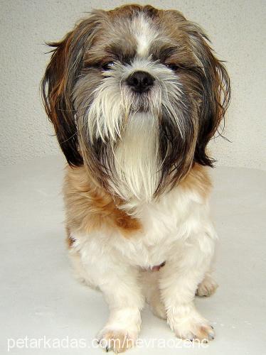 pasha Erkek Shih-Tzu