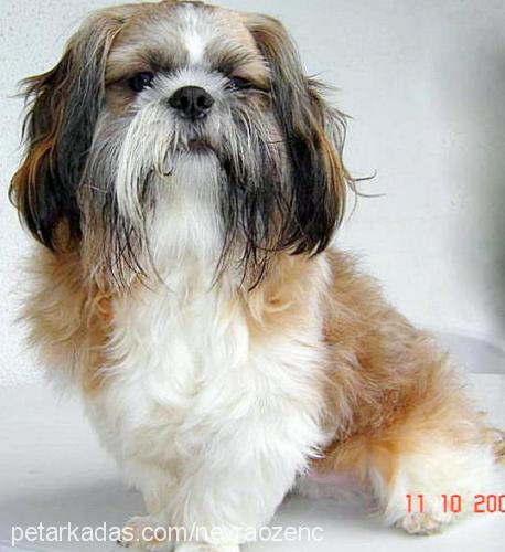 pasha Erkek Shih-Tzu