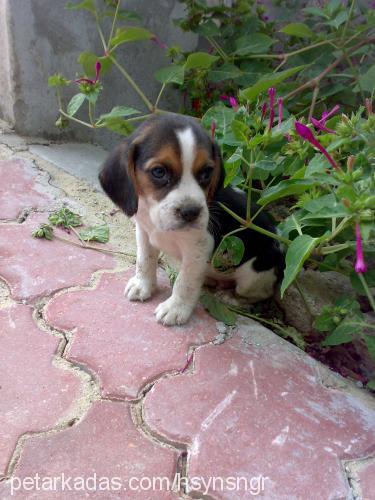 rose Dişi Beagle