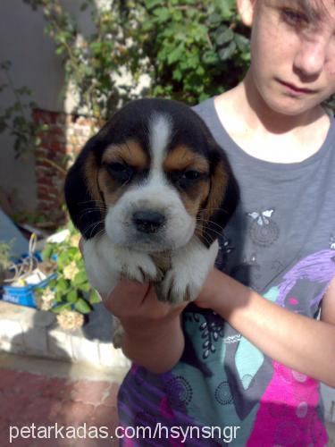 rose Dişi Beagle