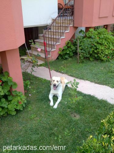 beyaz Erkek Labrador Retriever