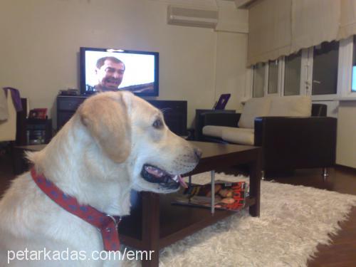 beyaz Erkek Labrador Retriever