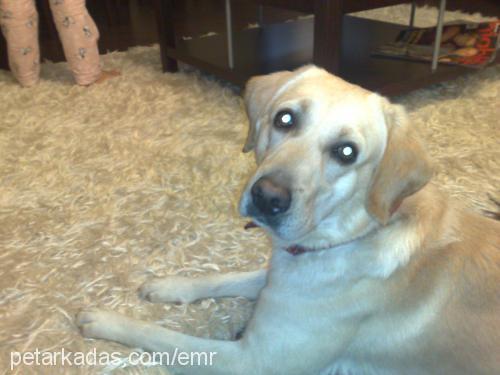 beyaz Erkek Labrador Retriever