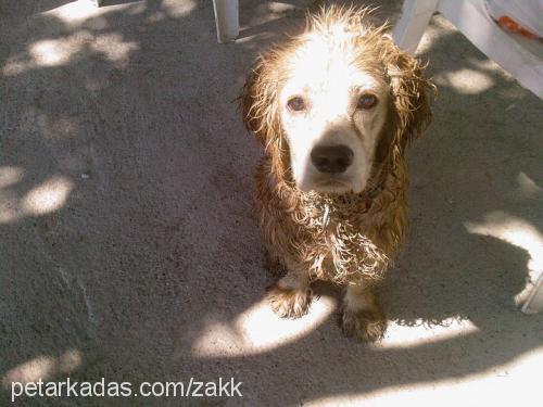 zakk Erkek Amerikan Cocker Spaniel