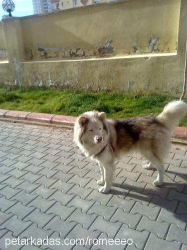 romeoo Erkek Alaskan Malamute