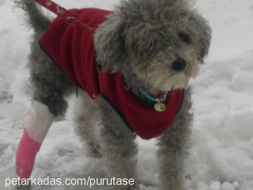 ruddy Erkek Poodle (Standart Kaniş)