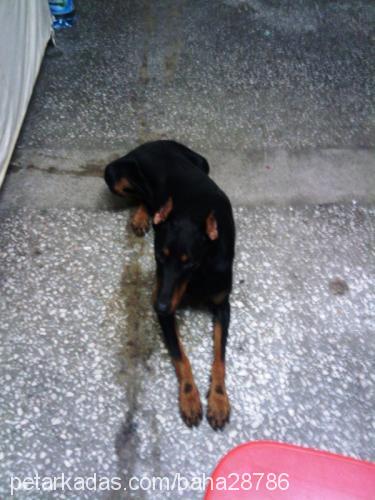 laİla Dişi Doberman Pinscher