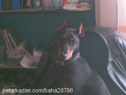 laİla Dişi Doberman Pinscher