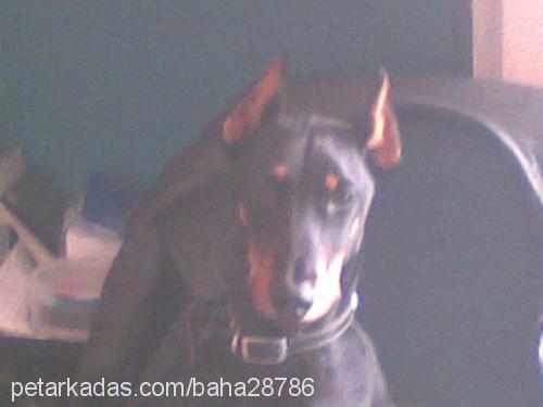 laİla Dişi Doberman Pinscher