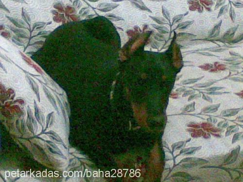 laİla Dişi Doberman Pinscher