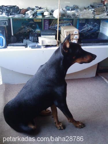 laİla Dişi Doberman Pinscher