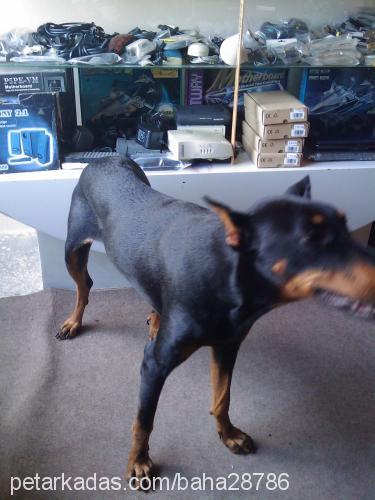 laİla Dişi Doberman Pinscher