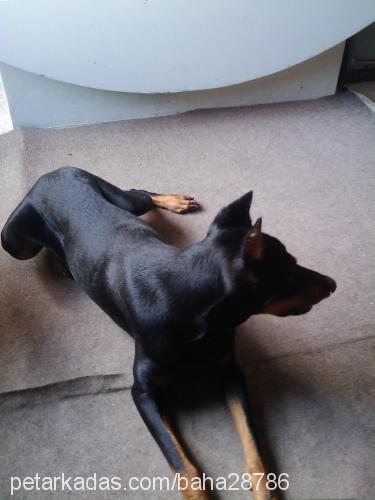 laİla Dişi Doberman Pinscher