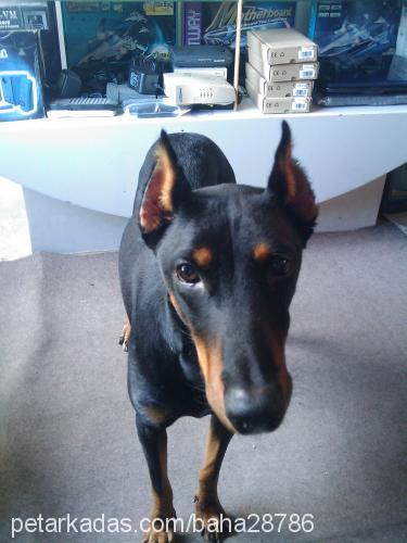 laİla Dişi Doberman Pinscher