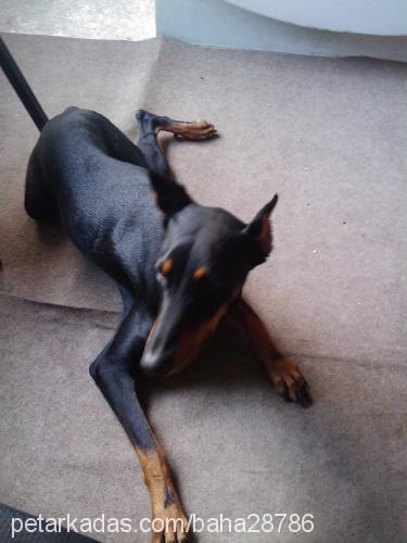 laİla Dişi Doberman Pinscher