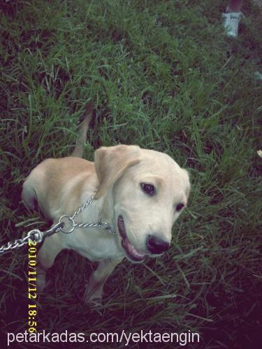 tekilla Dişi Labrador Retriever