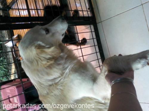 ares Erkek Golden Retriever