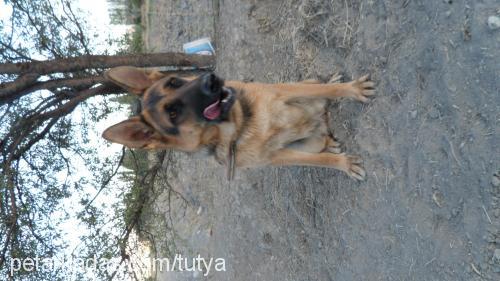 linda Dişi Alman Çoban Köpeği