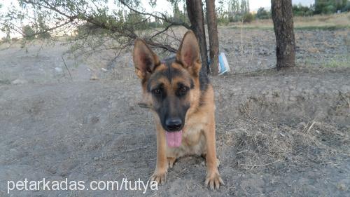 linda Dişi Alman Çoban Köpeği