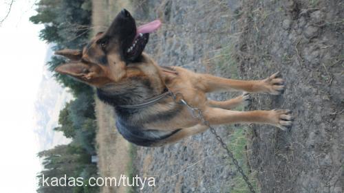 linda Dişi Alman Çoban Köpeği