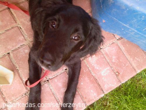 zeytin Dişi Flat Coated Retriever