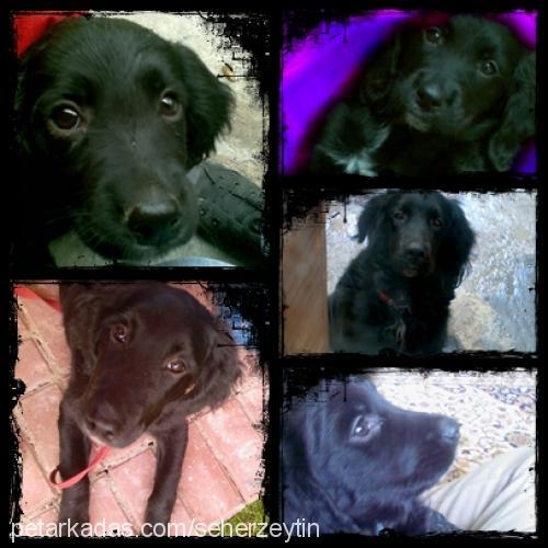 zeytin Dişi Flat Coated Retriever