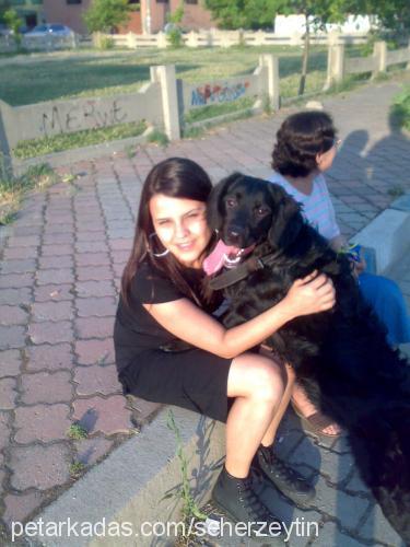 zeytin Dişi Flat Coated Retriever